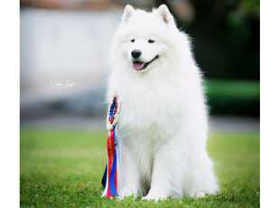 His Majesty Amaguk Yoshi And Us 2