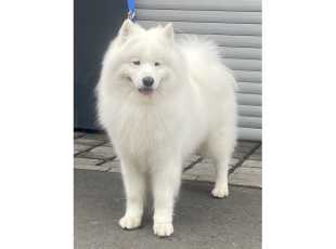 His Majesty Amaguk Yoshi And Us 3