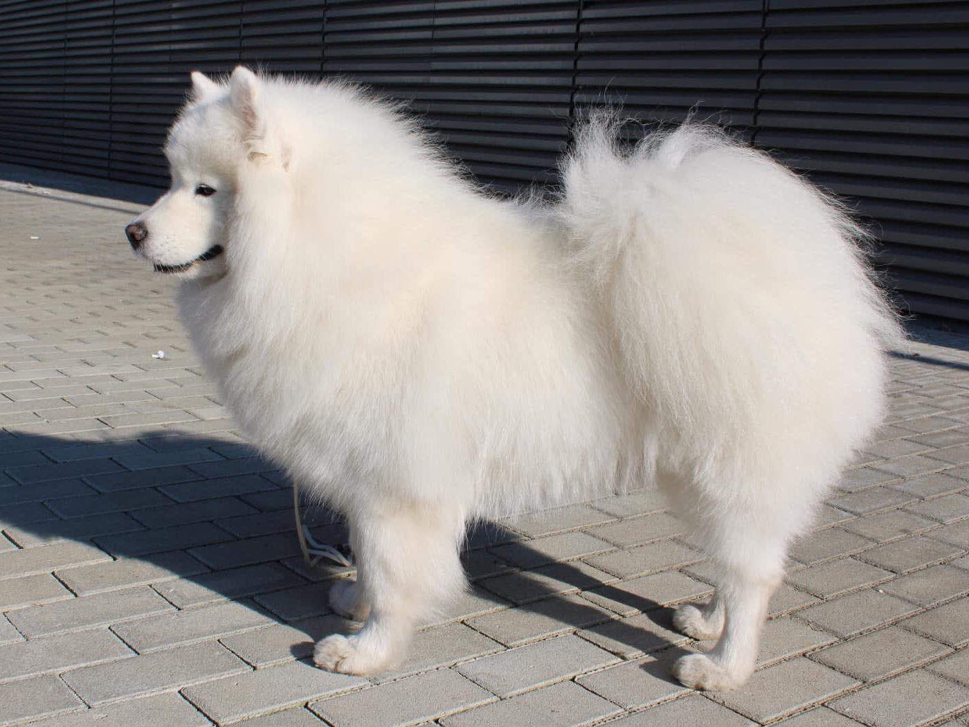 Incredible Iris Carpathian white smile