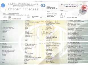 Incredible Iris Carpathian White Smile Pp 1