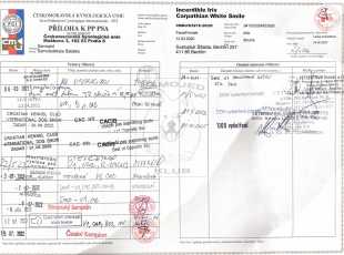 Incredible Iris Carpathian White Smile Pp 2