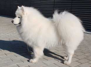 Incredible Iris Carpathian White Smile 1