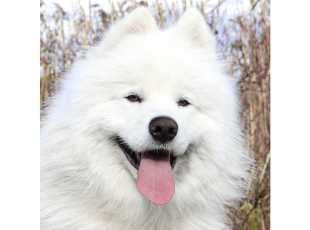 Winter Nanook Winter Queen 2