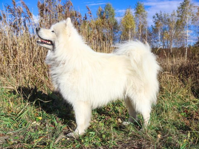 Winter Nanook Winter Queen